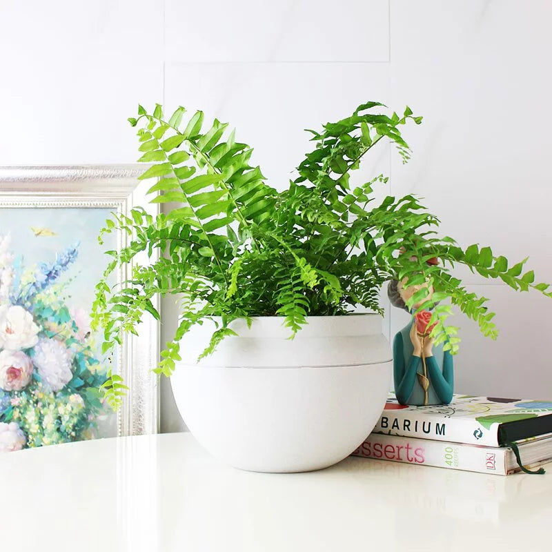 魚尾蕨盆栽｜蕨類植物 | 室內植物