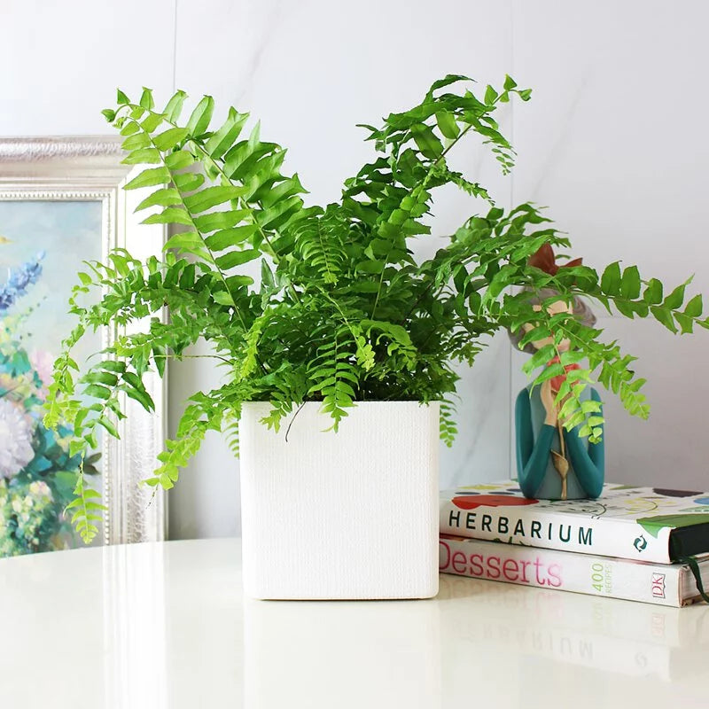 魚尾蕨盆栽｜蕨類植物 | 室內植物