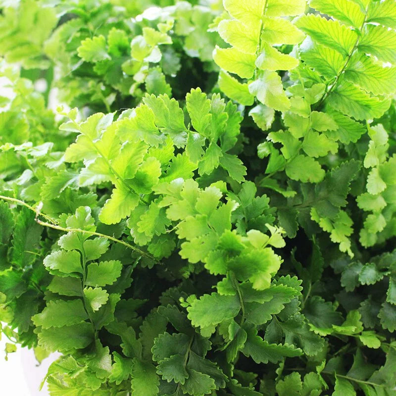 澎澎蕨盆栽｜蕨類植物 | 室內植物