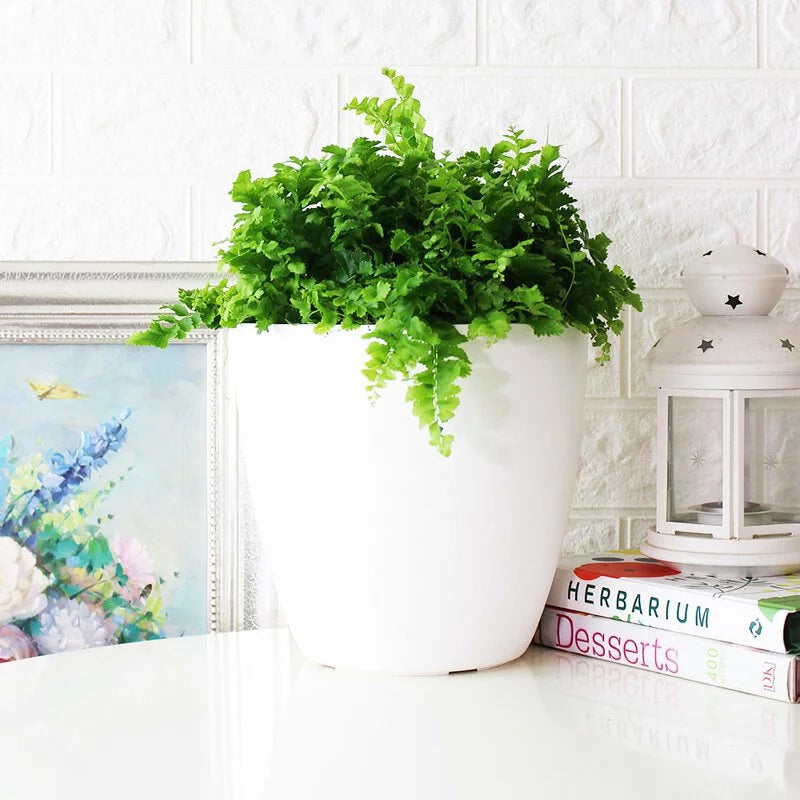 澎澎蕨盆栽｜蕨類植物 | 室內植物