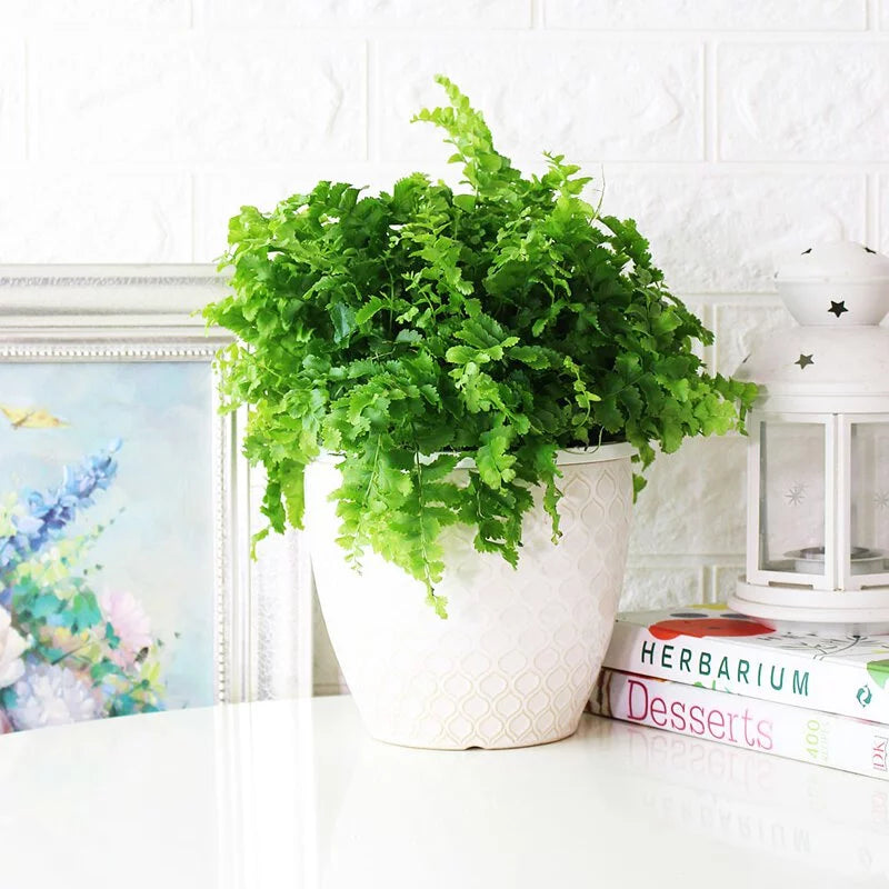 澎澎蕨盆栽｜蕨類植物 | 室內植物