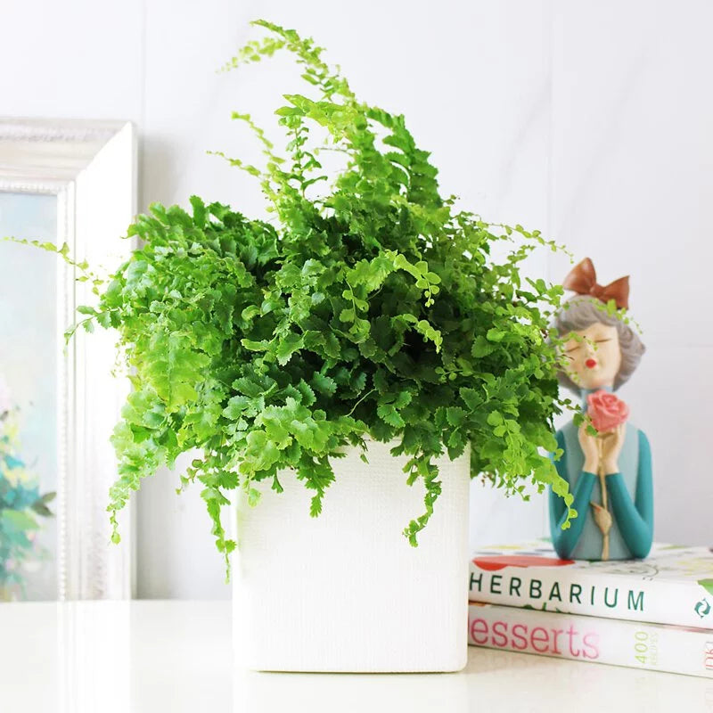 澎澎蕨盆栽｜蕨類植物 | 室內植物