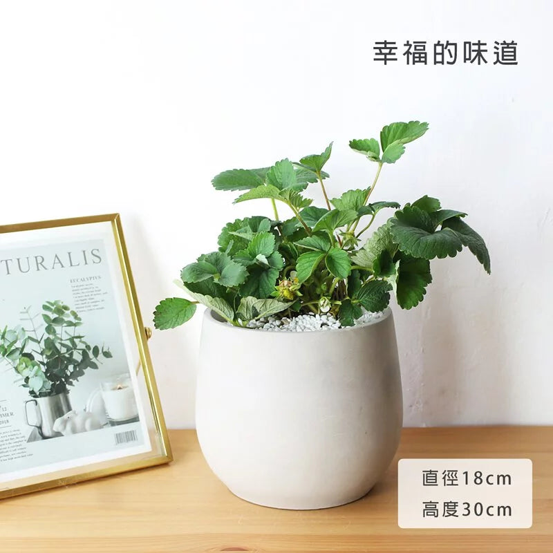 森林4號草莓 | 豐香草莓 | 大湖草莓｜已開花｜陽光植物