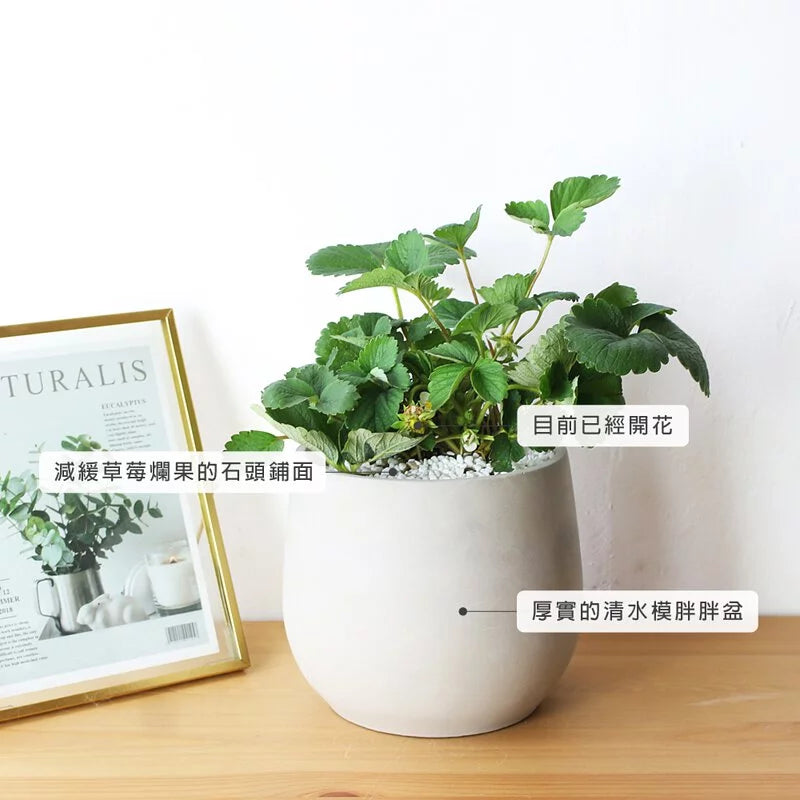 森林4號草莓 | 豐香草莓 | 大湖草莓｜已開花｜陽光植物