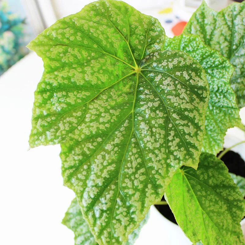 水鴨腳秋海棠 | 台灣本土｜室內植物