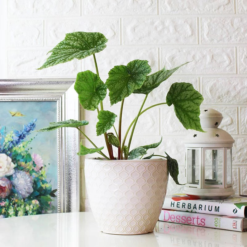 水鴨腳秋海棠 | 台灣本土｜室內植物