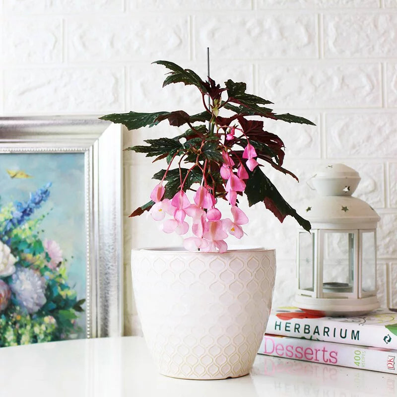 蘭娜秋海棠盆栽｜會開花的室內植物｜室內植物