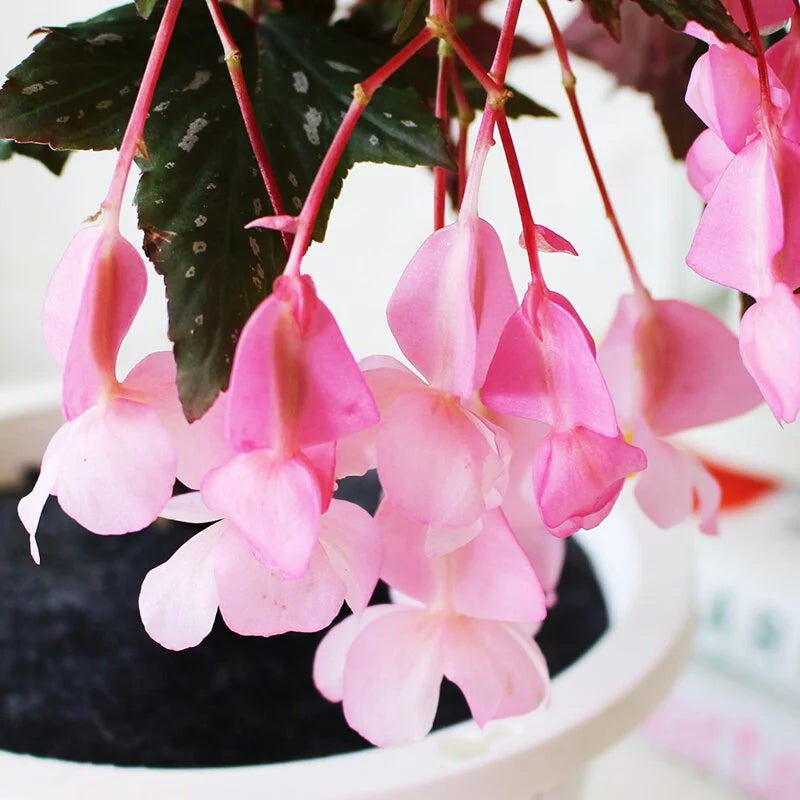 蘭娜秋海棠盆栽｜會開花的室內植物｜室內植物