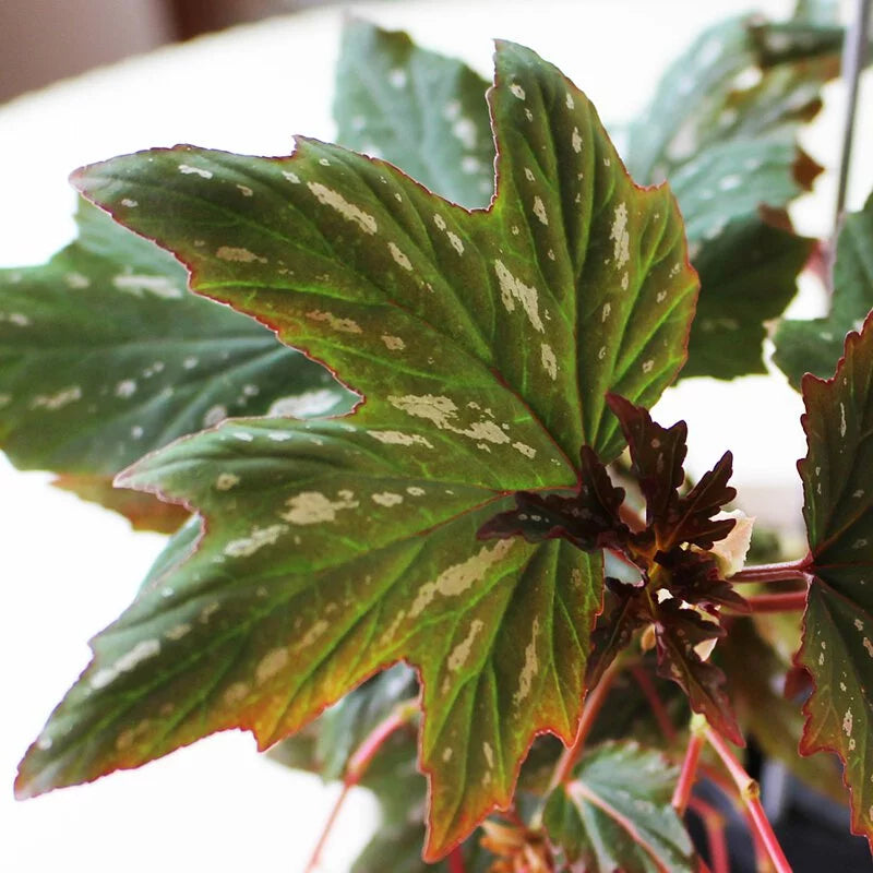蘭娜秋海棠盆栽｜會開花的室內植物｜室內植物