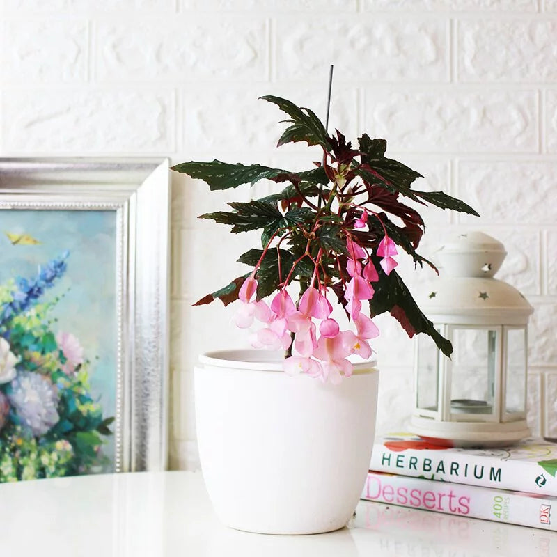 蘭娜秋海棠盆栽｜會開花的室內植物｜室內植物