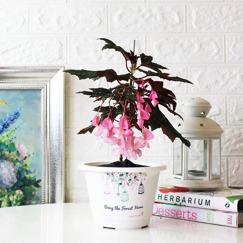 蘭娜秋海棠盆栽｜會開花的室內植物｜室內植物