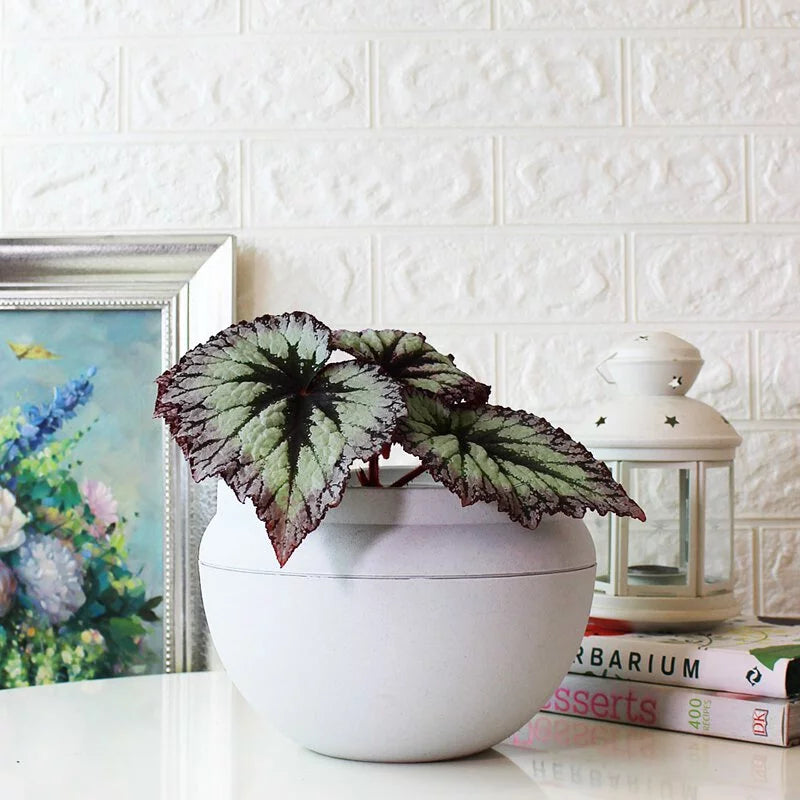 煙火秋海棠盆栽｜室內植物