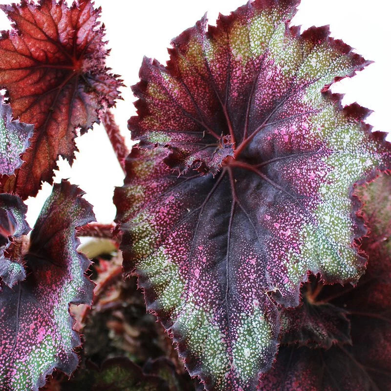 馬賽克秋海棠｜室內植物