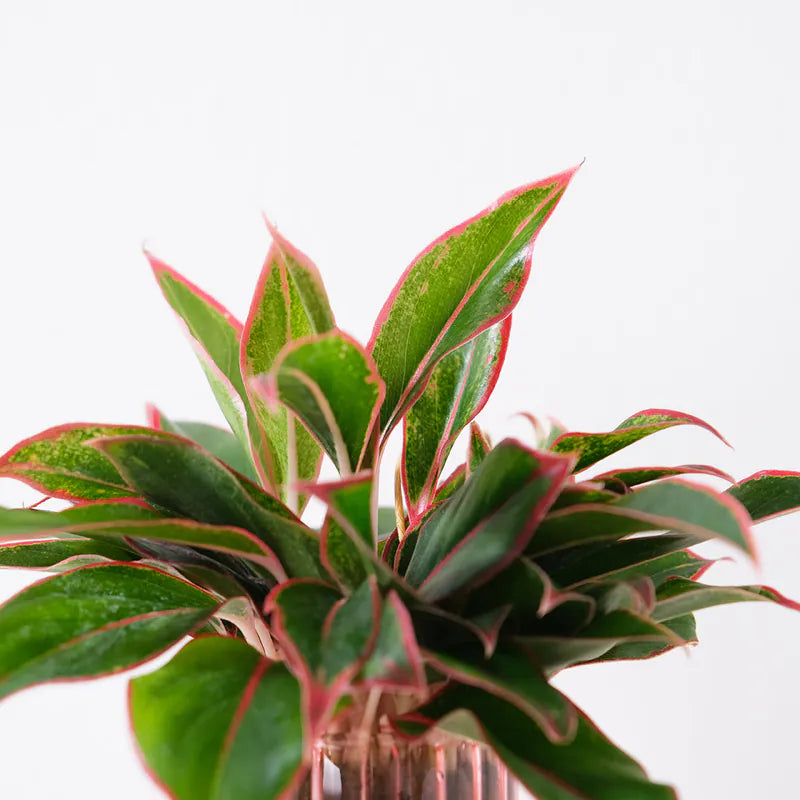 暹羅極光粗肋草 | 水耕 | 極光粗肋草｜無土栽培｜室內植物