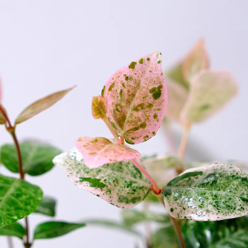 斑葉絡石｜初雪葛 | 花葉洛石｜陽光植物