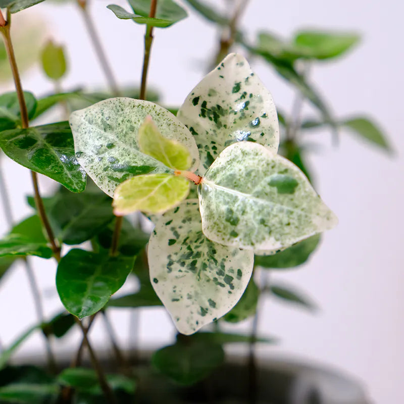 斑葉絡石｜初雪葛 | 花葉洛石｜陽光植物