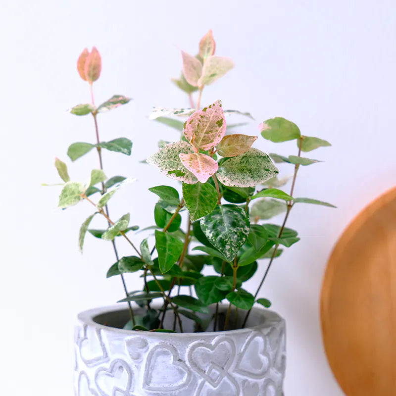 斑葉絡石｜初雪葛 | 花葉洛石｜陽光植物