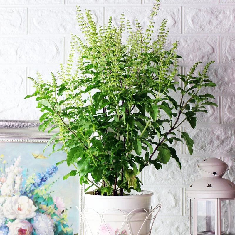 泰式打拋葉 | 泰式聖羅勒 | 打拋豬 | 陽光植物