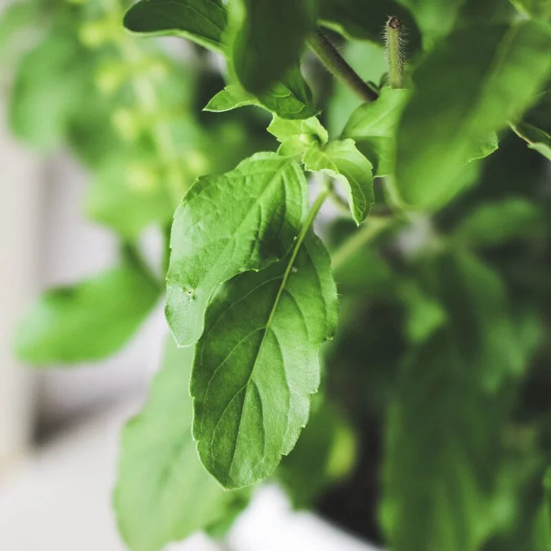 泰式打拋葉 | 泰式聖羅勒 | 打拋豬 | 陽光植物