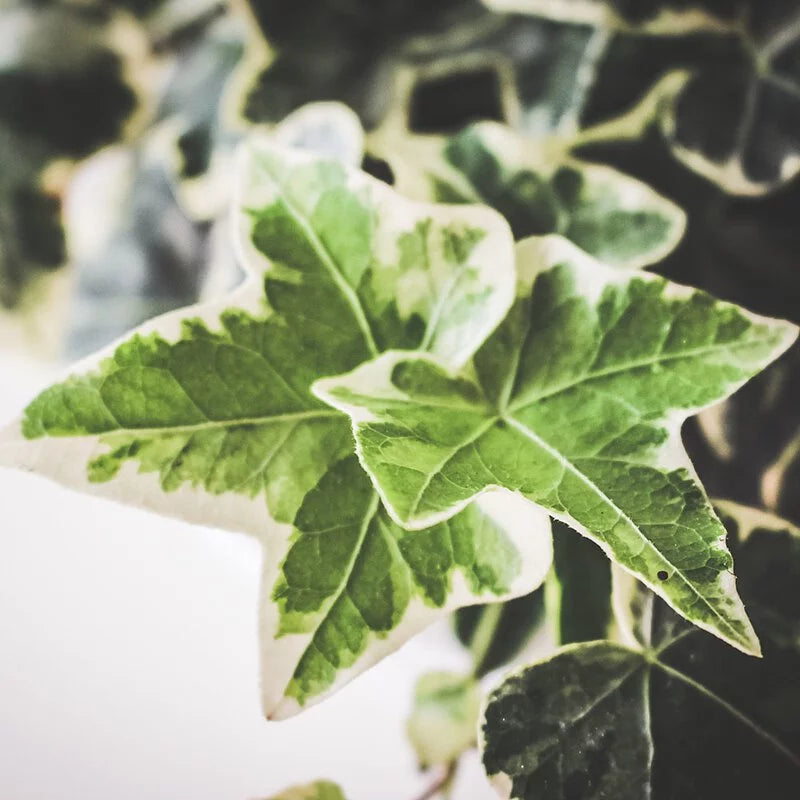 斑葉長春藤 | 色彩斑斕 | 充滿生機 | 陽光植物