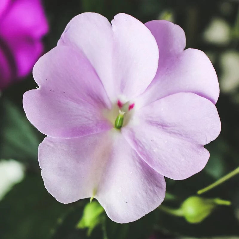 非洲鳳仙花｜全年開花｜陽光植物｜花色隨機出貨