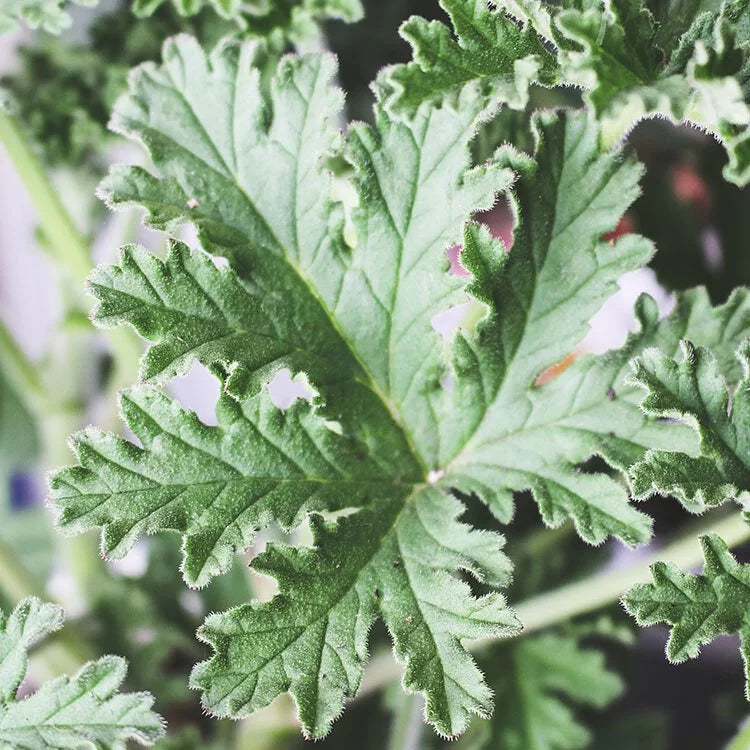 香葉天竺葵 | 防蚊樹 | 花和葉可泡茶 | 食用花 | 陽光植物