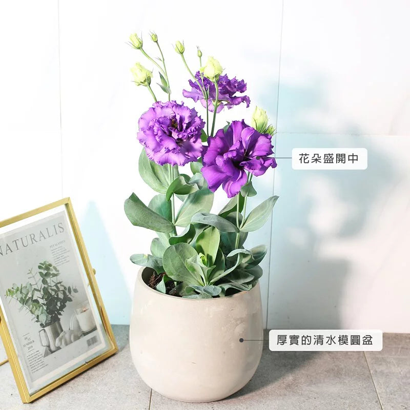 洋桔梗 | 永恆不變的愛 | 西洋桔梗 | 土耳其桔梗 | 花色隨機出貨 | 陽光植物