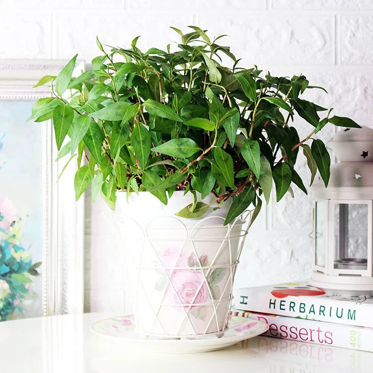 越南香菜 | 越南芫荽 | 叻沙葉 | 陽光植物