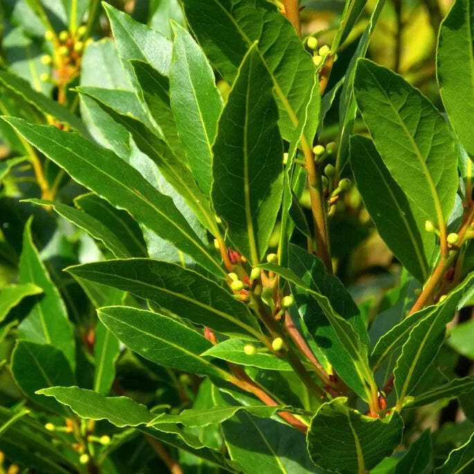 月桂葉 | 燉肉、湯品、醬汁 | 陽光植物