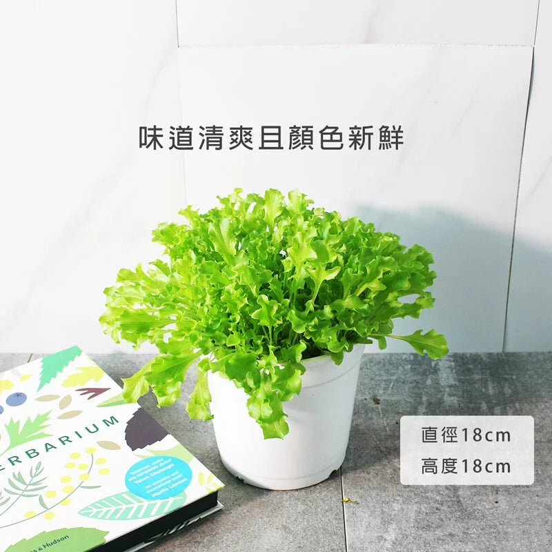 萵苣｜生菜 | 食用蔬菜 | 漢堡、沙拉、牛排都可以搭配 | 陽光植物