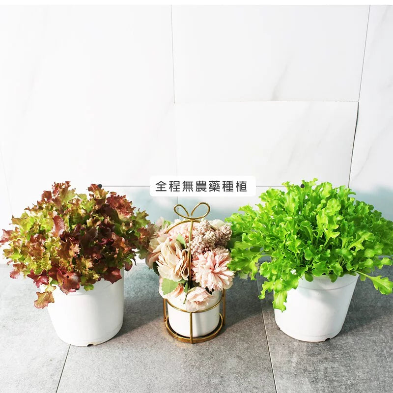 萵苣｜生菜 | 食用蔬菜 | 漢堡、沙拉、牛排都可以搭配 | 陽光植物