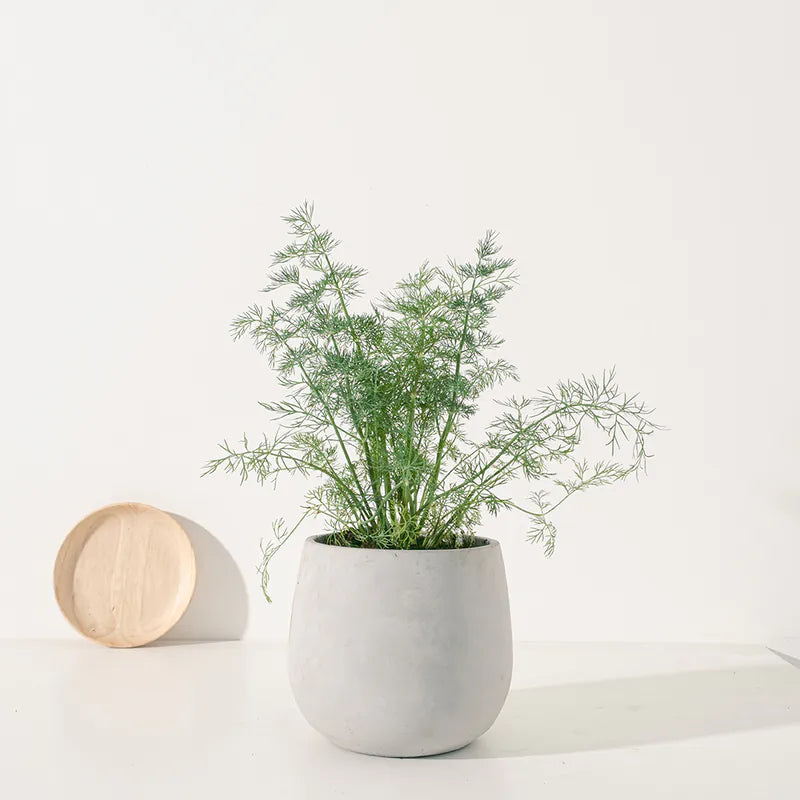 蒔蘿 | 煙燻鮭魚、羅宋湯 | 茴香仔 | 陽光植物