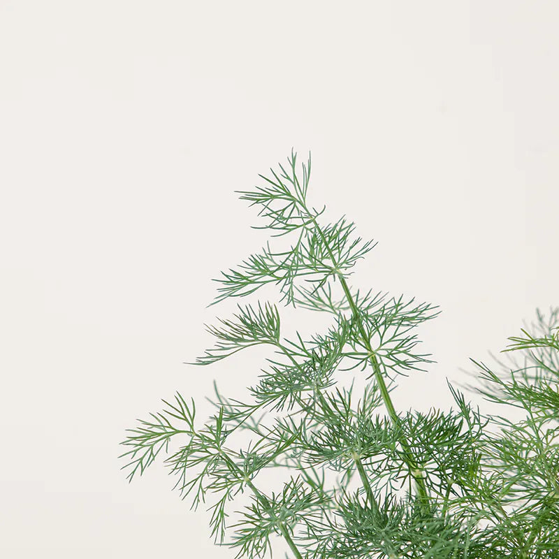 蒔蘿 | 煙燻鮭魚、羅宋湯 | 茴香仔 | 陽光植物