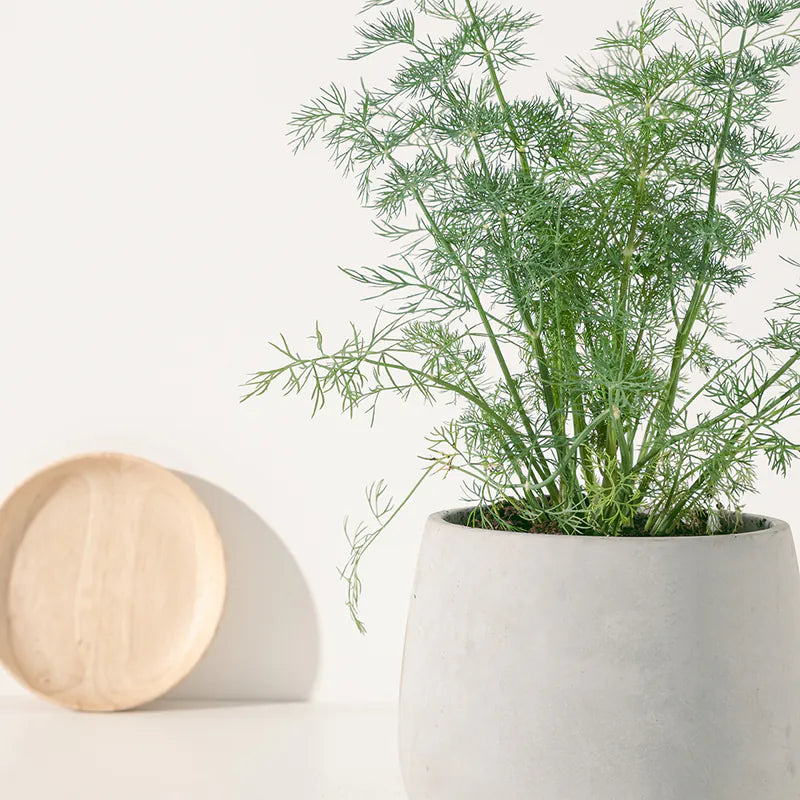 蒔蘿 | 煙燻鮭魚、羅宋湯 | 茴香仔 | 陽光植物
