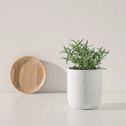 直立型迷迭香 | 最受歡迎的香料 | 牛排、馬鈴薯、烤雞 | 陽光植物