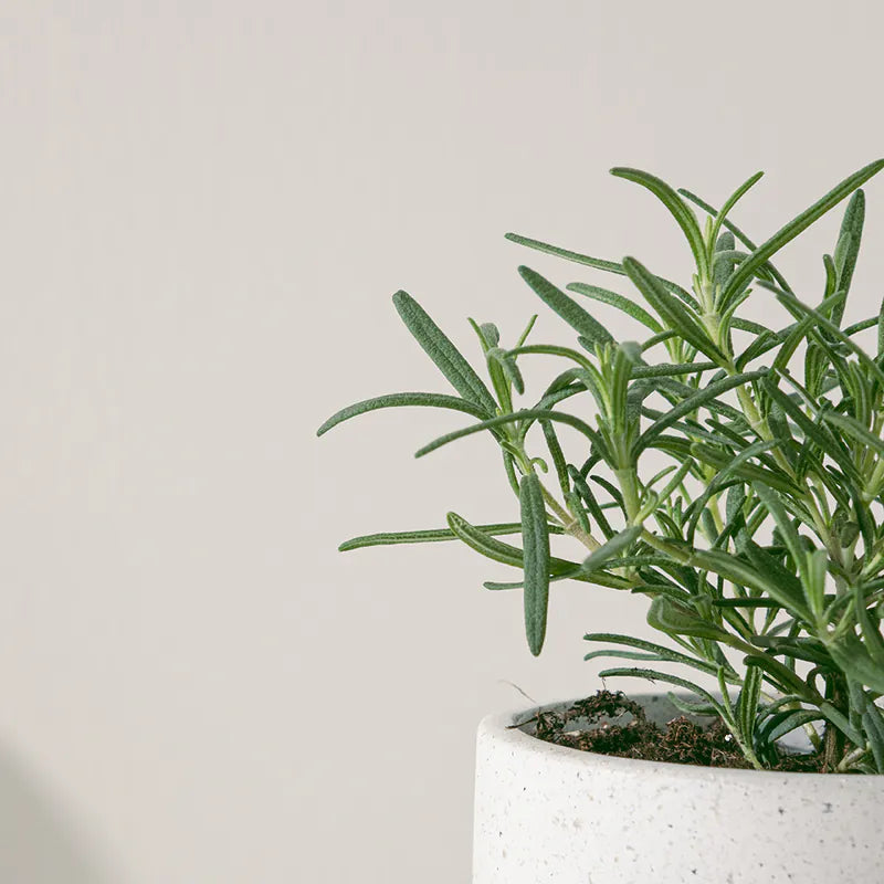 直立型迷迭香 | 最受歡迎的香料 | 牛排、馬鈴薯、烤雞 | 陽光植物
