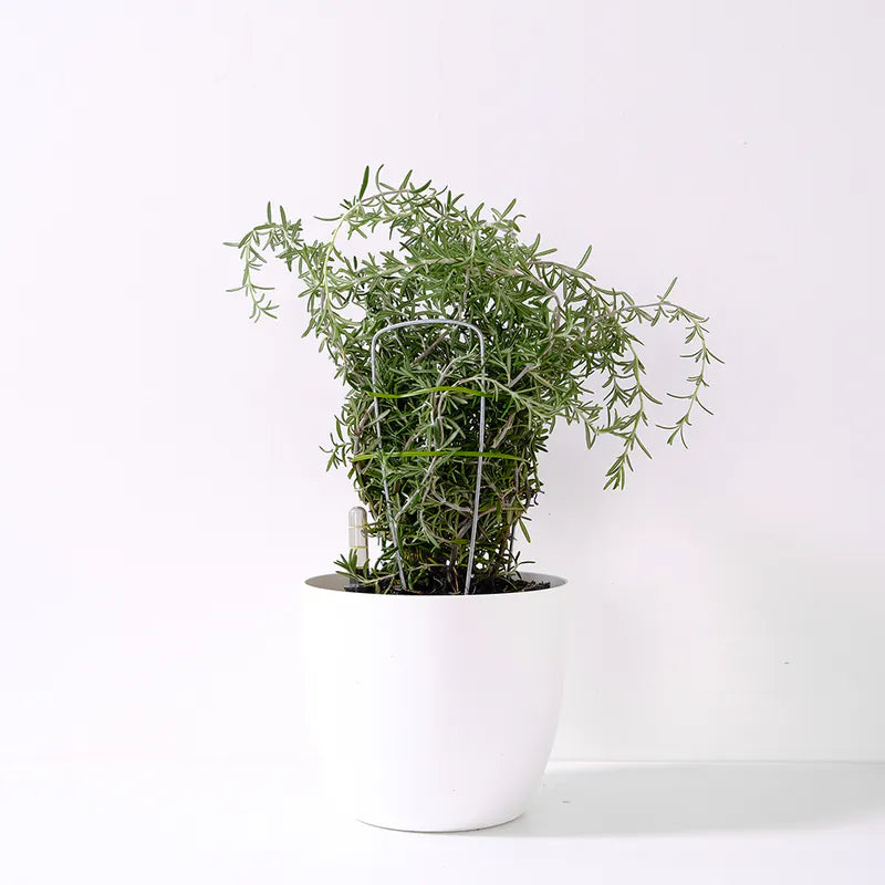 匍匐迷迭香 | 低矮的品種 | 葉片稍大 | 氣味濃郁 | 陽光植物