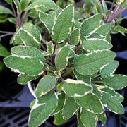 三色鼠尾草 | 多彩葉片 | 陽光植物