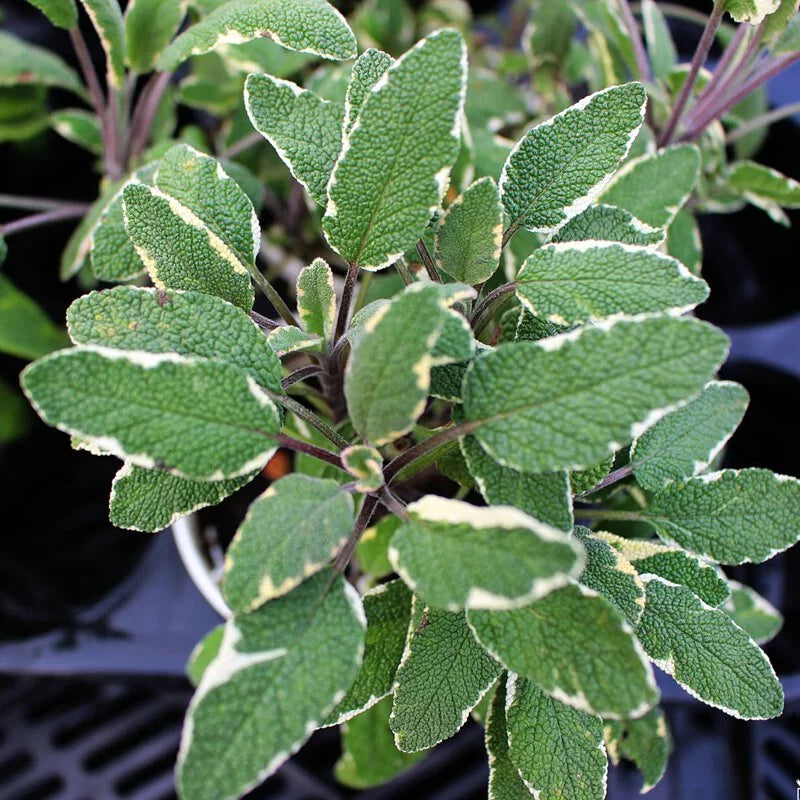 三色鼠尾草 | 多彩葉片 | 陽光植物