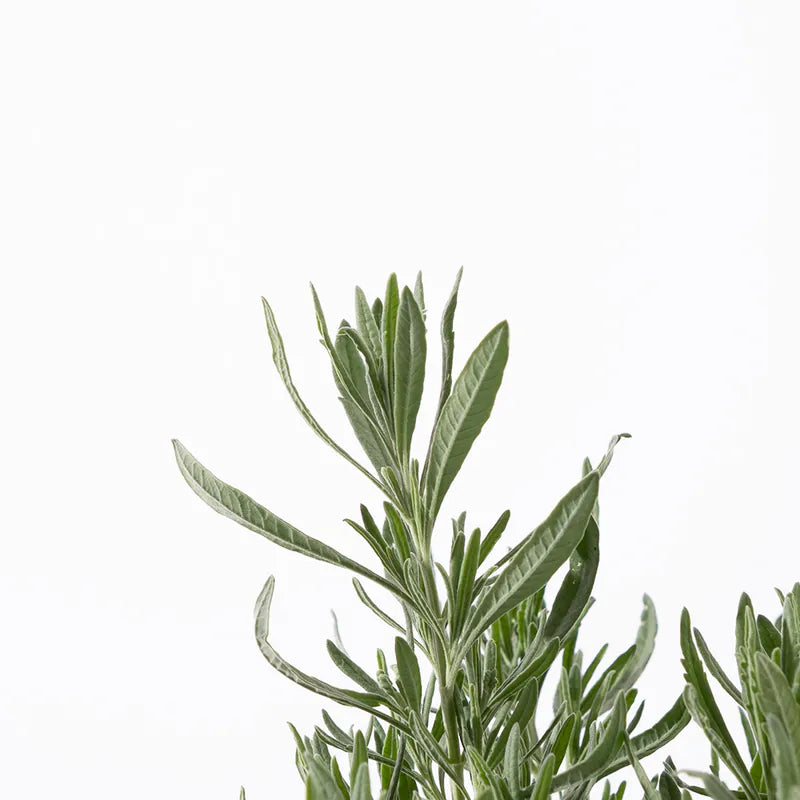 甜蜜薰衣草 | 2月左右開花 | 混種薰衣草 | 強香 | 生長強健 | 甜薰衣草 | 陽光植物