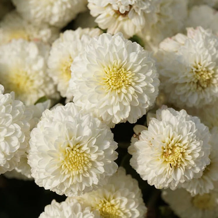 杭菊  | 白花 | 花朵跟葉片都可以泡茶 | 陽光植物