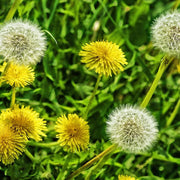 西洋蒲公英 | 豐富維生素A、K、C | 花、葉、根都可食用 | 食用花 | 陽光植物