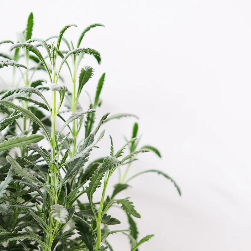 阿拉弟薰衣草 | 可淨化馬路空氣 | 好照顧的薰衣草 | 德瑞克薰衣草 | 陽光植物