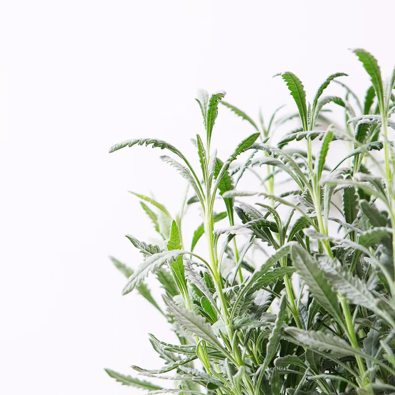 阿拉弟薰衣草 | 可淨化馬路空氣 | 好照顧的薰衣草 | 德瑞克薰衣草 | 陽光植物