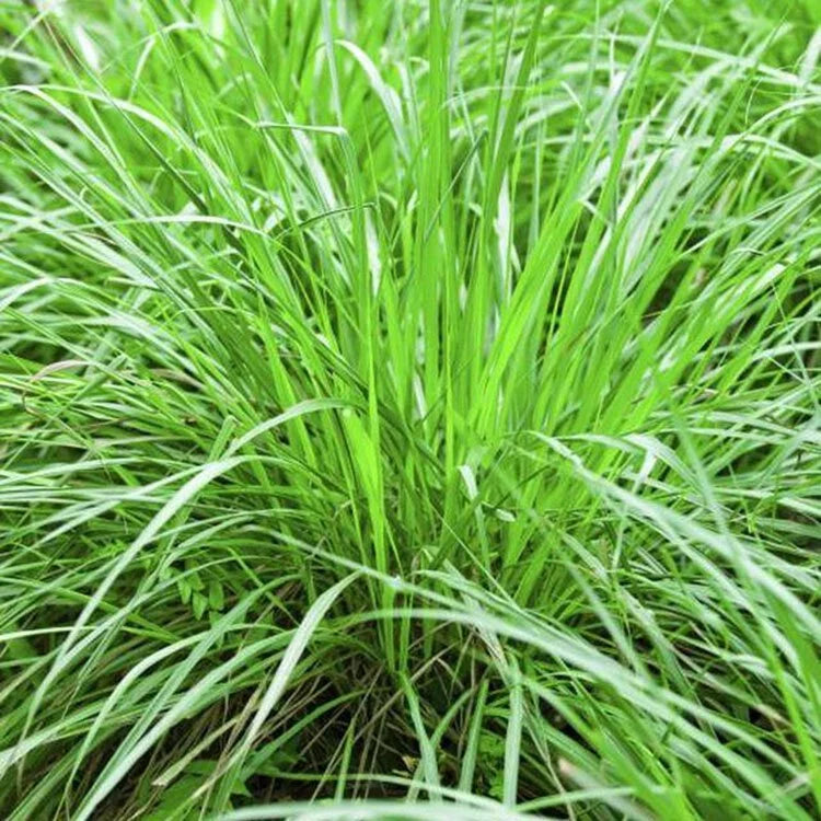 檸檬香茅 | 熱帶香氣 | 料理萬用 | 泰式香茅 | 陽光植物