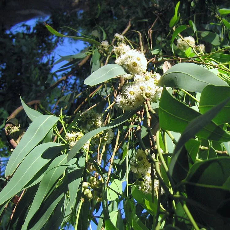檸檬桉 | 天然驅蚊 | 清新芬芳 | 檸檬尤加利 | 陽光植物