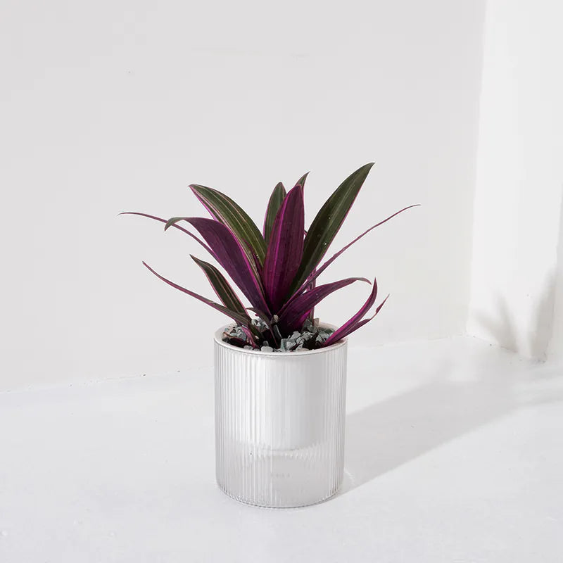 彩葉蚌蘭 | 低維護耐旱植物 | 驅邪護宅 | 抵禦負面能量 | 室內植物