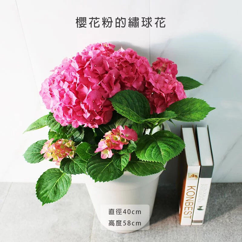 大花繡球 | 新色上市 | 洋繡球 | 陽光植物