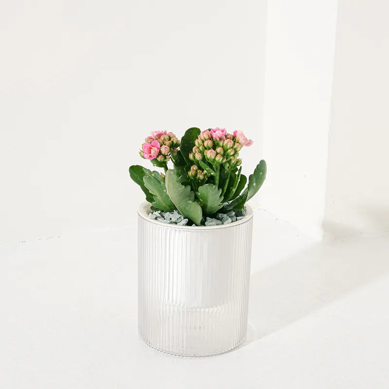重瓣長壽花 | 開花後可放室內| 辦公室OK | 花期長 | 花色隨機 | 耐旱 | 陽光植物 | 多肉植物