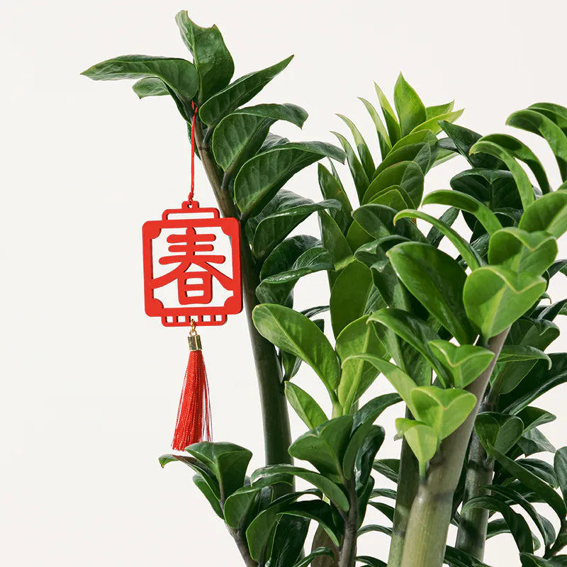 金錢樹 | 美鐵芋 | 金幣樹 | 金璽美鐵芋 | 室內植物